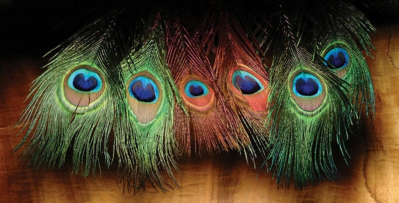 Hareline Dyed Peacock Eye Sticks Feathers & Marabou 3 Hareline Dyed Peacock Eye Sticks Feathers & Marabou