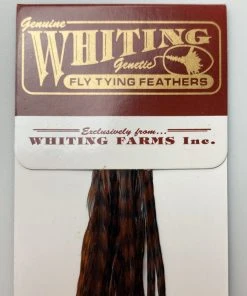 Whiting 100 Pack Dry Fly Hackle - Grizzly Dyed Coachman Brown - 20