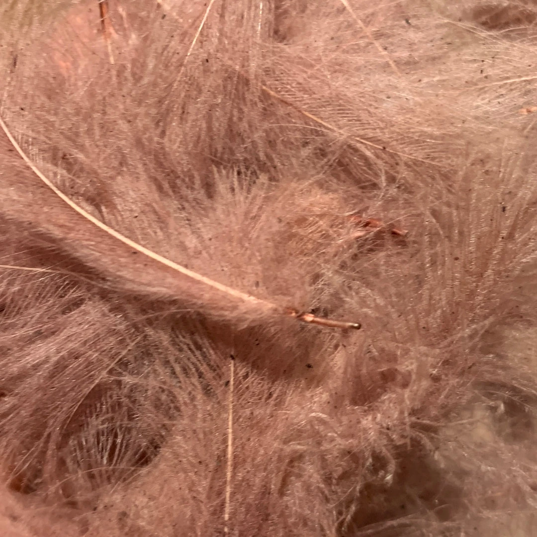 Nature's Spirit Swiss CDC 100% Natural Dyed Grade 17 Nature's Spirit Swiss CDC 100% Natural Dyed Grade