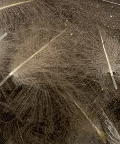 Nature's Spirit Swiss CDC Ultra Select XL Grade Feathers & Marabou 36 Nature's Spirit Swiss CDC Ultra Select XL Grade Feathers & Marabou