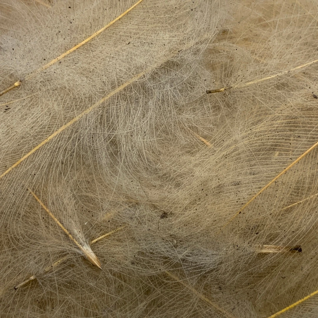 Nature's Spirit Swiss CDC Ultra Select XL Grade Feathers & Marabou 8 Nature's Spirit Swiss CDC Ultra Select XL Grade Feathers & Marabou