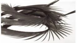 Semperfli Inferno Goose Biots Feathers & Marabou