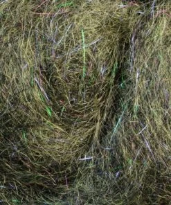 Rohmer Arizona Mega Simi Seal