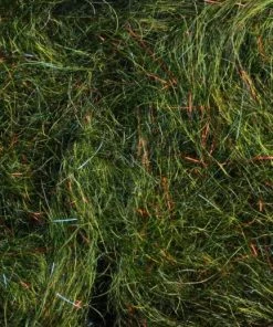 Rohmer Arizona Mega Simi Seal