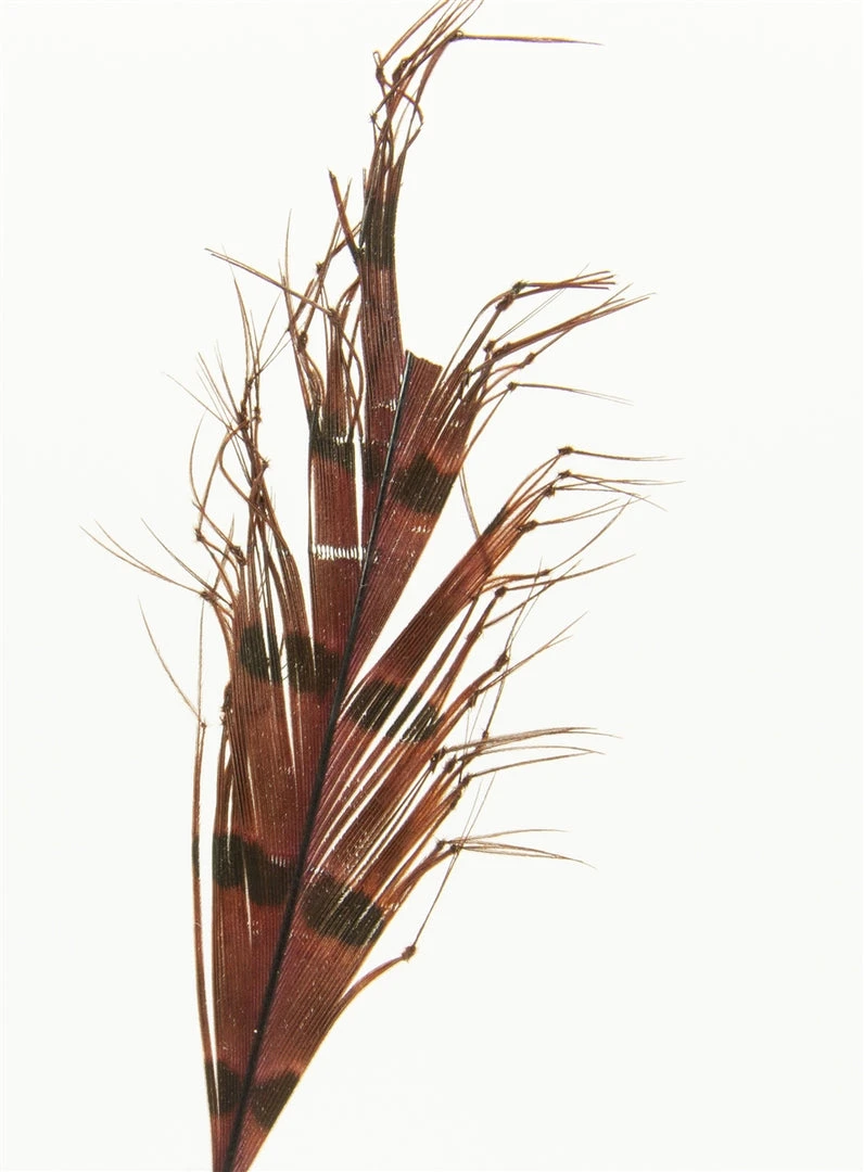 Semperfli Knotted Cranefly Legs Feathers & Marabou 4 Semperfli Knotted Cranefly Legs Feathers & Marabou