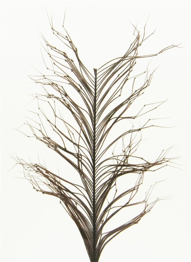 Semperfli Knotted Hopper Legs 3 Semperfli Knotted Hopper Legs