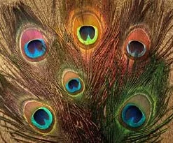 Nature's Spirit Peacock Eye Sticks Feathers & Marabou