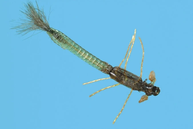 Solitude Shop Flies Ultra Damsel Nymph - Olive 3 Solitude Shop Flies Ultra Damsel Nymph - Olive