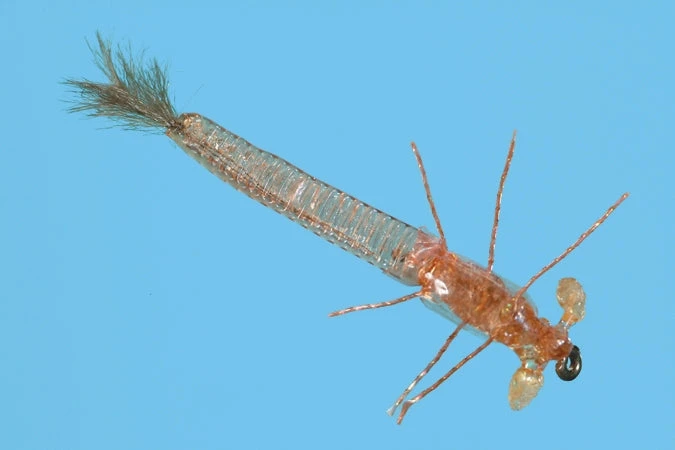 Solitude Ultra Damsel Nymph - Tan 3 Solitude Ultra Damsel Nymph - Tan