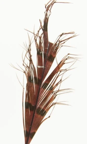 Semperfli Knotted Hopper Legs 6 Semperfli Knotted Hopper Legs